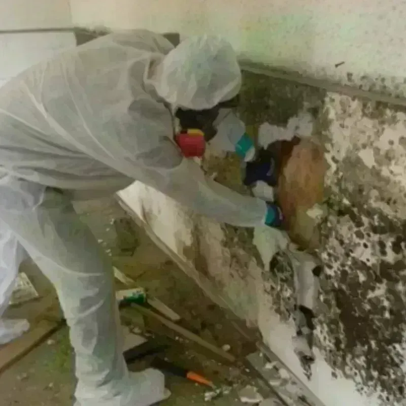 Mold Remediation and Removal in Brooklet, GA